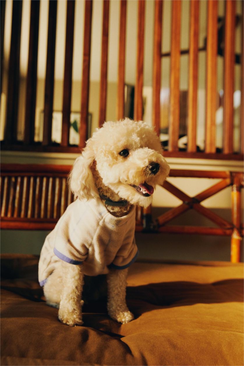 نساء بيج سويت شيرت بقصة عادية بياقة مستديرة بأكمام قصيرة